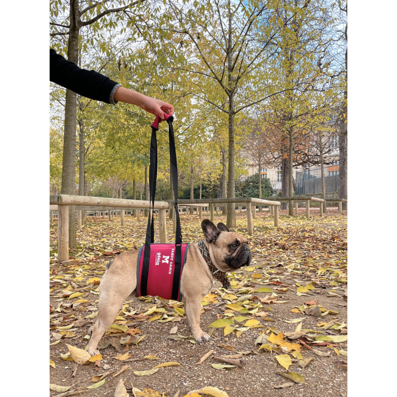 HANDY CANIS ABDOMINAL
